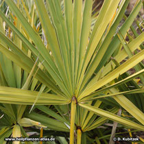 Sägepalme (Serenoa repens)