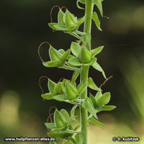 Roter Fingerhut (Digitalis purpurea), Früchte