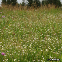 Großer Augentrost (Auphrasia officinalis), Standort Wiese