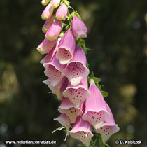 Roter Fingerhut (Digitalis purpurea), Blüten