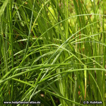 Anemarrhena asphodeloides, Blätter