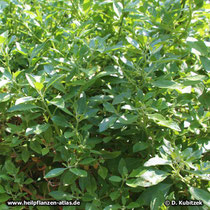 Schlafbeere (Withania somnifera, Ashwaganda)