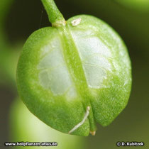 Bitter Schleifenblume (Iberis amara): Die Früchte (Schötchen) sind rundlich.