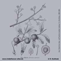 Schlehe, Prunus spinosa, Historisches Bild
