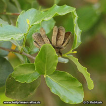 Seifenrinde (Quillaja saponaria)