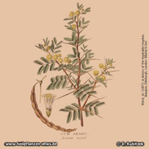 Seyal-Gummi-Akazie (Acacia seyal), Arabisches Gummi, Historisches Bild