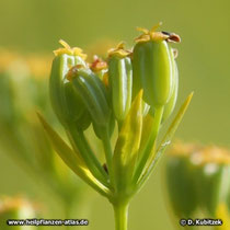 Chinesisches Hasenohr (Bupleurum chinense) Früchte