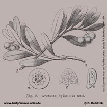 Echte Bärentraube,  Arctostaphylos uva-ursi, Historische Grafik
