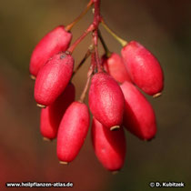 Gewöhnliche Berberitze (Berberis vulgaris), Früchte (Beeren)