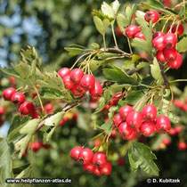 Fünfgriffeliger Weißdorn (Crataegus pentagyna), Zweig mit Früchten