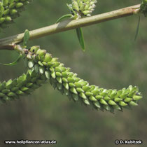 Purpur-Weide (Salix purpurea), fruchtendes weibliches Kätzchen