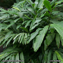 Kardamom (Malabar-Kardamome, Elettaria cardamomum)