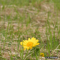 Frühlings-Adonisröschen (Adonis vernalis), Standort: Heide, hier in Oberbayern