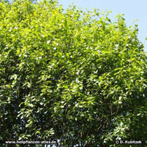 Amerikanischer Faulbaum (Rhamnus purshiana), Wuchsform