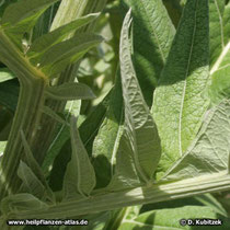 Artischocke (Cynara cardunculus), Blatt  Detail