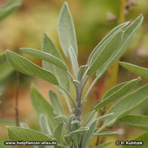 Echter Salbei (Salvia officinalis), Triebspitze