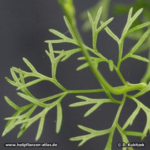 Koriander (Coriandrum sativum), Blatt