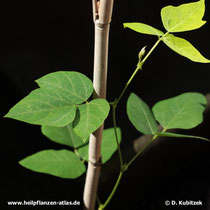 Kopoubohne (Pueraria lobata)