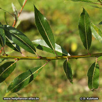 Reif-Weide (Salix daphnoides), glänzend grüne Blattoberseite