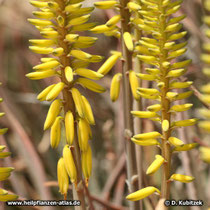 Aloe vera (Aloe barbadensis), Blütenstände
