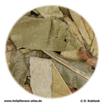 Japanische-Wollmispel-Blätter (Eriobotryae Folium); TCM: Pipaye