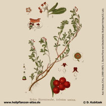 Echte Bärentraube,  Arctostaphylos uva-ursi, Historische Grafik