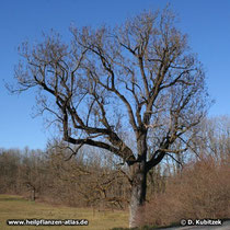 Alte Gewöhnliche Esche (Fraxinus excelsior) Wuchsform