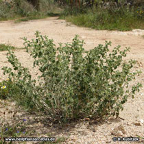 Der Gewöhnliche Andorn (Marrubium vulgare) wächst hier an einem Wegrand auf Mallorca