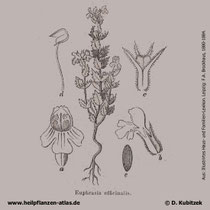 Augentrost (Euphrasia officinalis), Historische Grafik