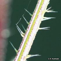 Große Brennnessel (Urtica dioica), Stängel mit Brennhaaren