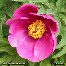 Garten-Pfingstrose (Paeonia officinalis), ungefüllte Form, Blüte
