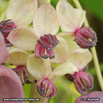 Fingerblättrige Akebie (Akebia quinata) Blüten