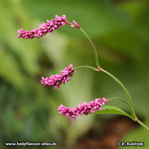 Orient-Knöterich (Polygonum orientale, Persicaria orientalis), Blütenstände