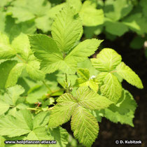 Brombeerblatt (Rubus fruticosus)