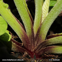 Himalayascharte (Saussurea costus), Blattstängel Ansatz (bei einer Pflanze ohne Blüte)