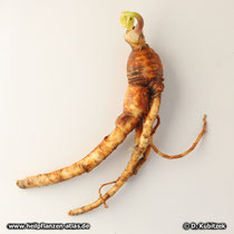 Ginseng (Panax ginseng)