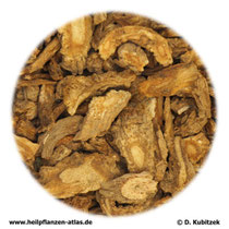 Angelica-pubescens-Wurzel (Angelicae pubescentis radix). TCM-Name: Duhuo (Du Huo).