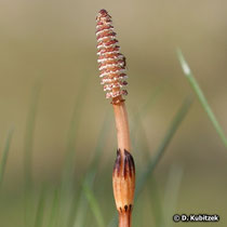 Acker-Schachtelhalm (Equisetum arvense), ährentragender Spross