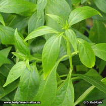 Andrographiskraut (Andrographis paniculata), Blätter.