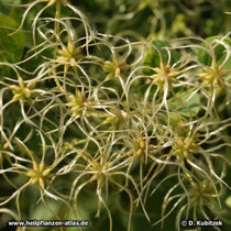 Clematis mandshurica
