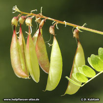 Chinesischer Tragant (Astragalus mongholicus)