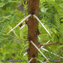 Seyal-Gummi-Akazie (Acacia seyal), Dornen