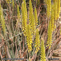 Aloe vera (Aloe barbadensis), Wuchsform