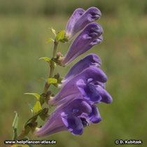 Baikal-Helmkraut (Scutellaria baicalensis), Blütenstand