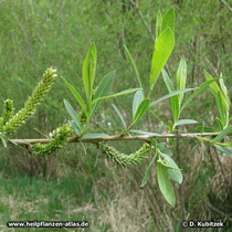 Purpur-Weide (Salix purpurea), Zweig mit jungen Blättern und fruchtenden weiblichen Kätzchen