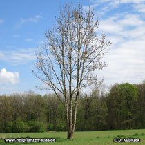 Jüngere Gewöhnliche Esche (Fraxinus excelsior) Wuchsform