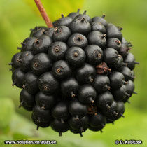Taigawurzel (Eleutherococcus senticosus)