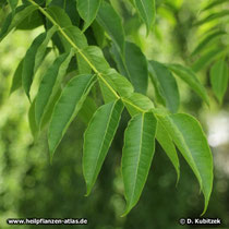 Amur-Korkbaum (Phellodendron amurense) Blatt