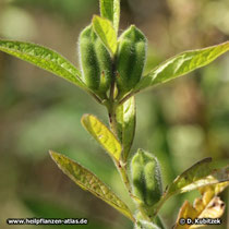 Sesam (Sesamum indicum)