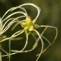 Clematis mandshurica